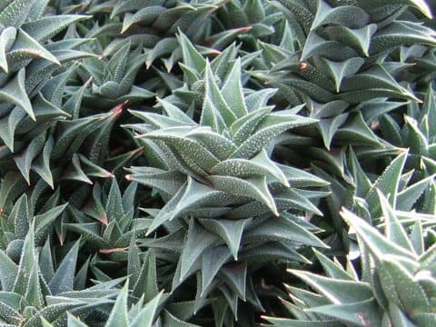 Haworthia sp.