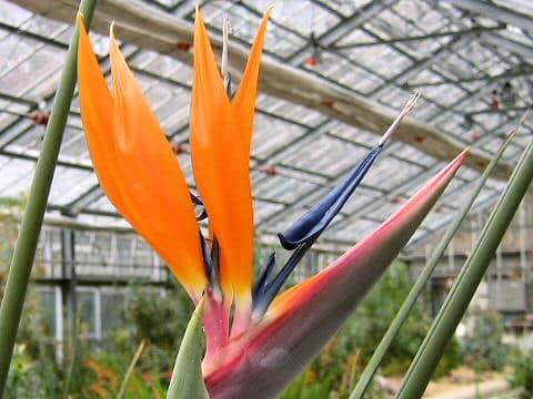 Strelitzia reginae