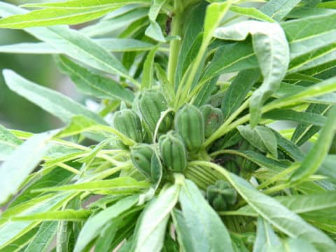 Sesamum indicum