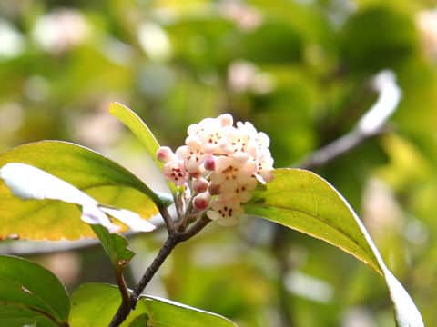 Viburnum suspensum