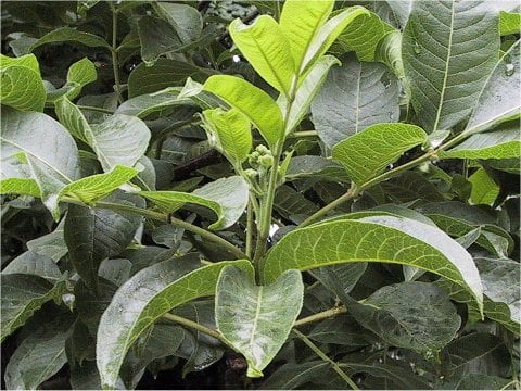 Evodia rutaecarpa