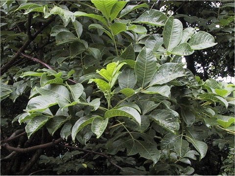 Evodia rutaecarpa