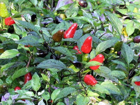 Capsicum annuum cv.