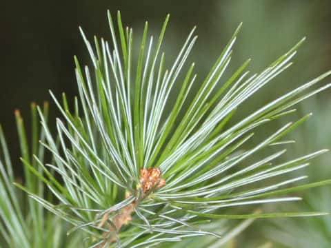 Pinus parviflora