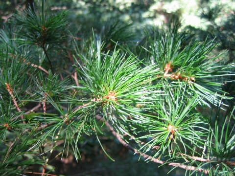 Pinus parviflora