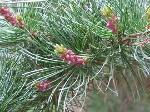 Pinus parviflora