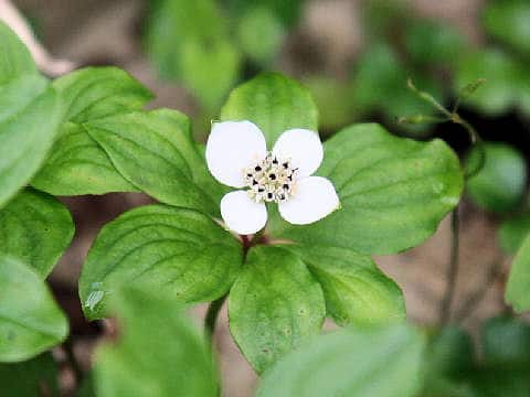 Chamaepericlymenum canadense