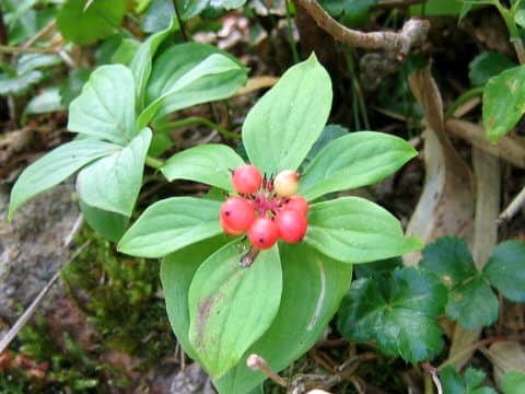 Chamaepericlymenum canadense