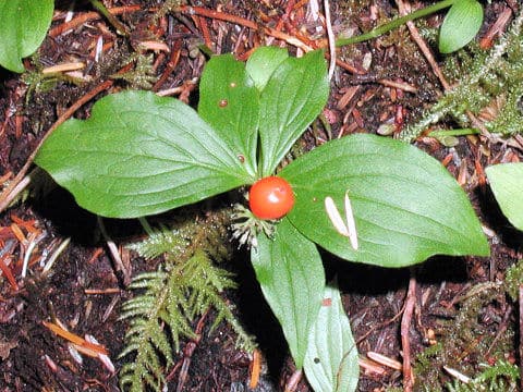 Chamaepericlymenum canadense