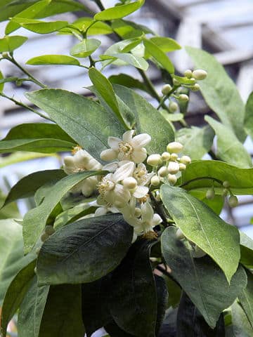 Citrus paradisi