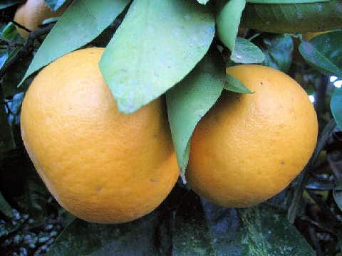Citrus paradisi
