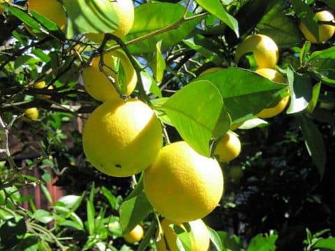 Citrus paradisi
