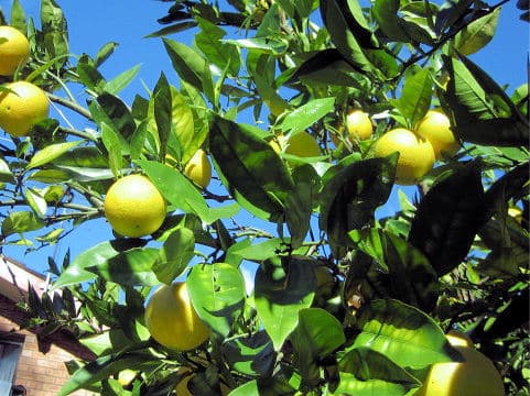 Citrus paradisi