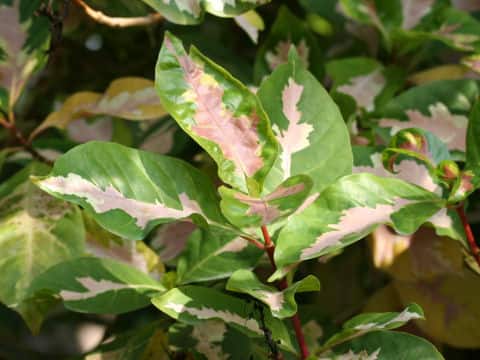 Graptophyllum pictum