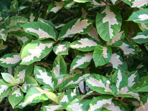 Graptophyllum pictum