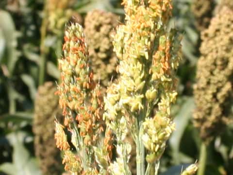 Sorghum bicolor