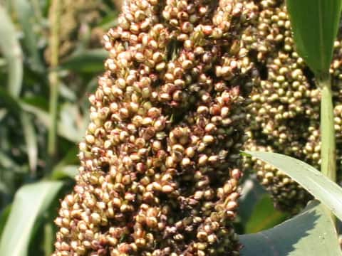 Sorghum bicolor