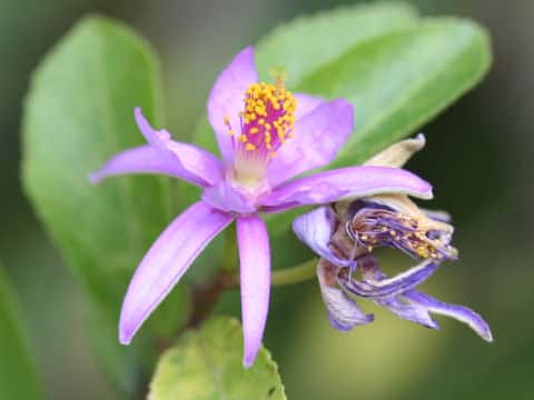 Grewia occidentalis