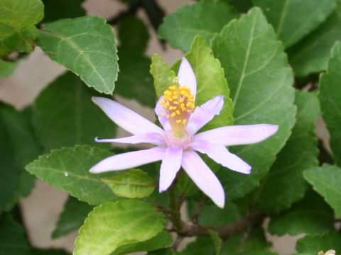 Grewia occidentalis