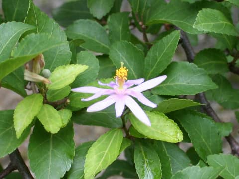 Grewia occidentalis