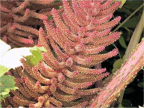 Gunnera manicata