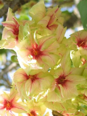 Prunus lannesiana cv. Gioiko
