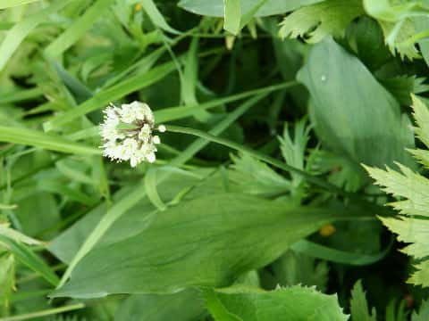 Allium victorialis ssp. platyphyllum