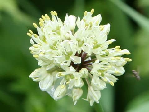 Allium victorialis ssp. platyphyllum