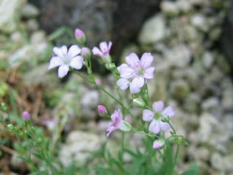 Gypsophila repens