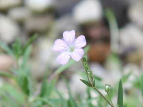 Gypsophila repens