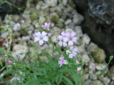 Gypsophila repens