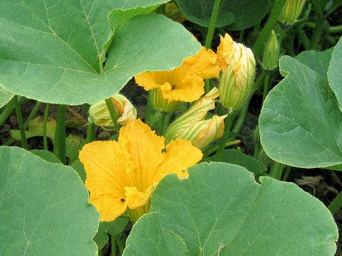 Cucurbita moschat