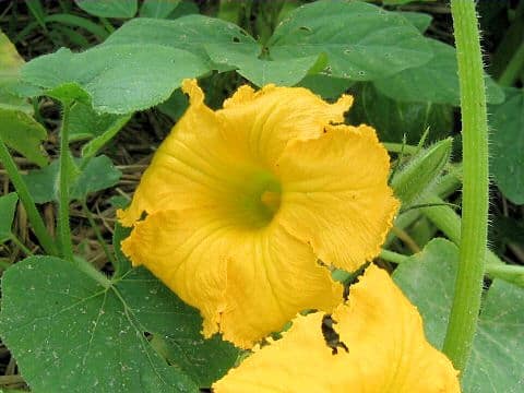 Cucurbita moschat