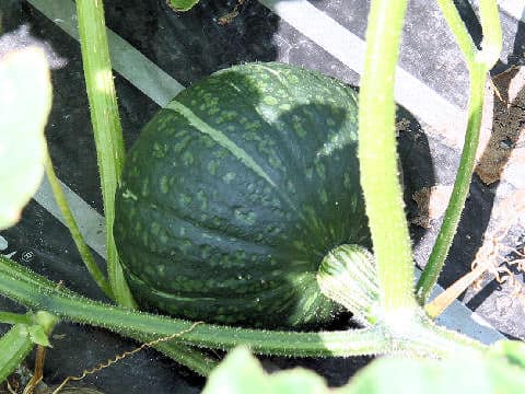 Cucurbita moschat