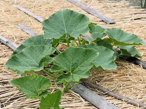 Cucurbita moschat