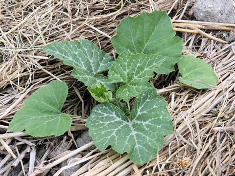 Cucurbita moschat