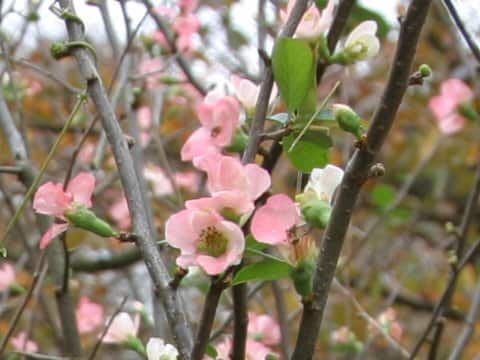 Chaenomeles speciosa