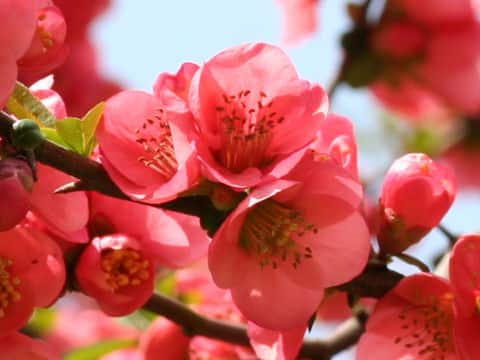 Chaenomeles speciosa