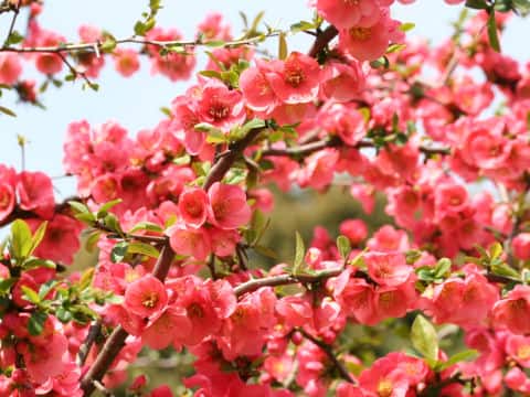Chaenomeles speciosa