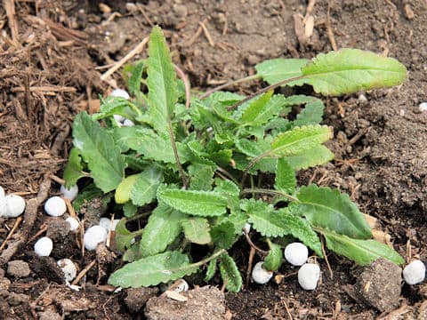 Stachys officinalis