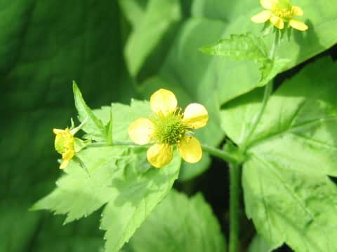 Geum macrophyllum var. sachalinense