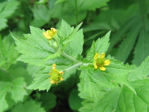 Geum macrophyllum var. sachalinense
