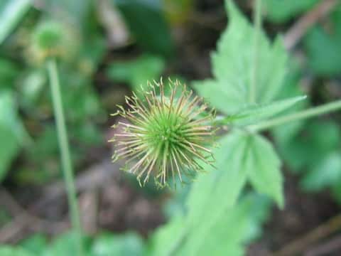 Geum macrophyllum var. sachalinense