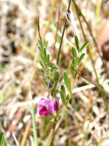 Vicia angustifolia
