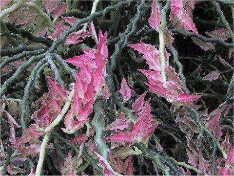 Pedilanthus tithymaloides spp. smalli