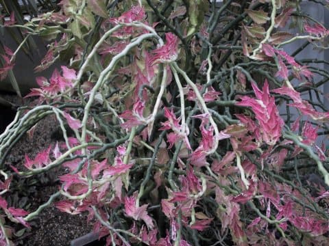Pedilanthus tithymaloides spp. smalli