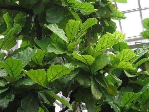 Ficus lyrata