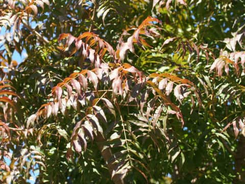 Pistacia chinensis