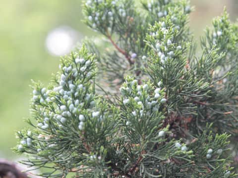 Juniperus chinensis cv. Pyramidalis