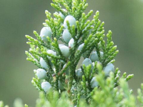 Juniperus chinensis cv. Pyramidalis